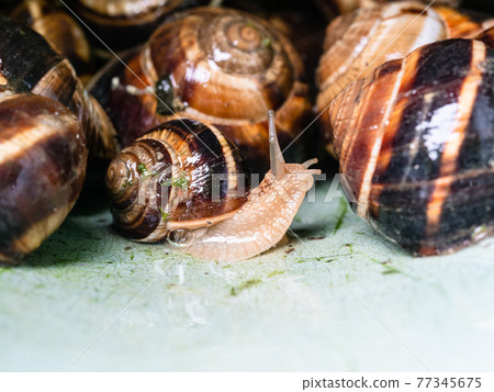 snail between many collected snails in bucket 77345675