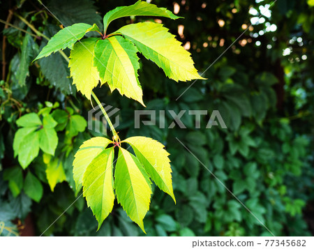 green twig of virginia creeper illuminated by sun green twig of virginia creeper illuminated by sun 77345682