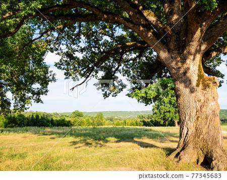 old oak tree at the edge of forest in the Caucasus 77345683