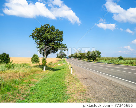 rural landscape - road along wheat field in summer 77345696