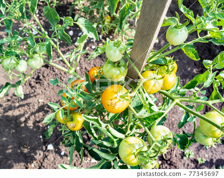 bush with yellow unripe tomato fruits near stake 77345697