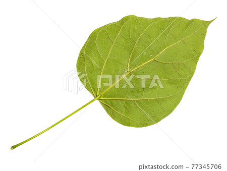 back side of fresh green leaf of catalpa tree back side of fresh green leaf of catalpa tree 77345706