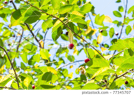 green twigs of cherry tree in garden in sunny day green twigs of cherry tree in garden in sunny day 77345707