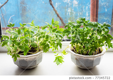 green tomato seedlings in pots on window sill 77345722