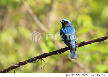 夏鳥大琉璃來了! 夏鳥大琉璃來了! 77345737