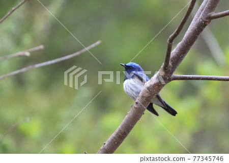 夏鳥大琉璃來了！ 77345746