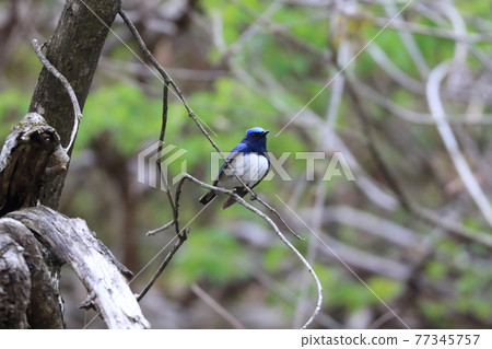 夏鳥大琉璃來了！ 77345757