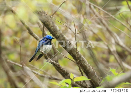 夏鳥大琉璃來了！ 77345758