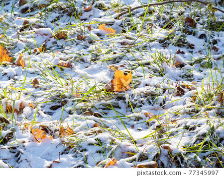 fallen maple leaves on green lawn in sunny day fallen maple leaves on green lawn in sunny day 77345997