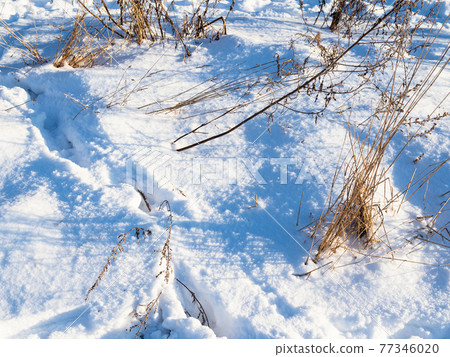 snow-covered meadow with dried grass in winter snow-covered meadow with dried grass in winter 77346020