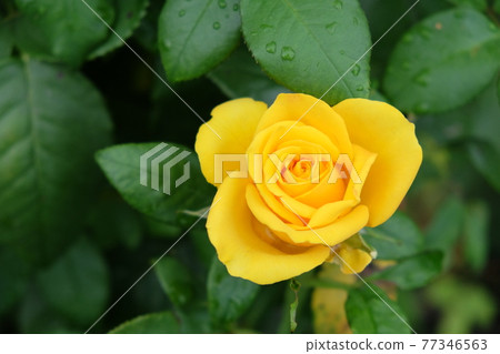 One yellow rose flower, close-up. Beautiful flower with yellow petals. One yellow rose flower, close-up. Beautiful flower with yellow petals. 77346563