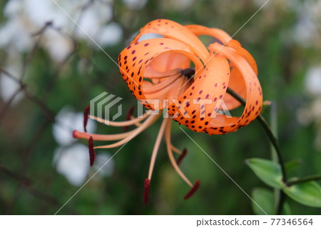 Single spotted lily flower on a blurred background, close-up Single spotted lily flower on a blurred background, close-up 77346564