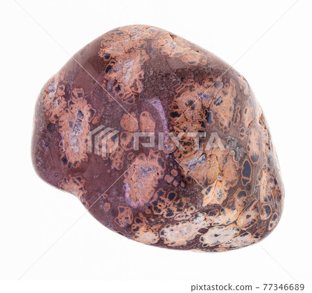 polished leopard skin jasper gem on white polished leopard skin jasper gem on white 77346689