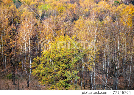 above view of yellow forest in october day 77346764