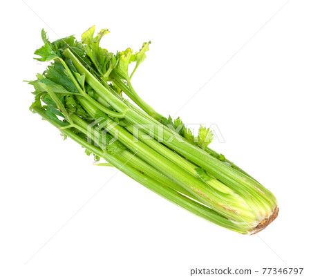 fresh green celery stalk cutout on white fresh green celery stalk cutout on white 77346797