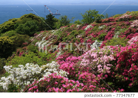 Gohonmatsu Park 3 Gohonmatsu Park 3 77347677