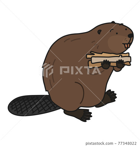 Beaver carrying tree branches with both hands 77348022