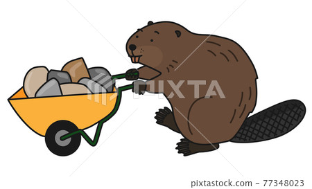 Beaver carrying stones in a wheelbarrow Beaver carrying stones in a wheelbarrow 77348023