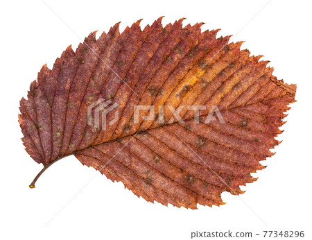 dried fallen autumn leaf of elm tree cut out 77348296