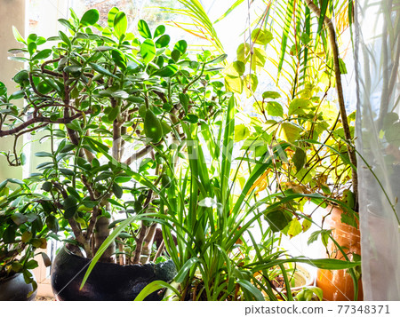 lush foliage of green houseplants in ceramic pots lush foliage of green houseplants in ceramic pots 77348371