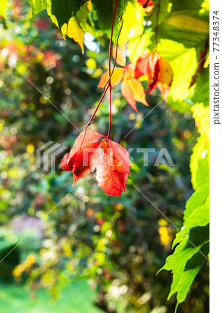 Virginia creeper leaves illuminated by sun 77348374