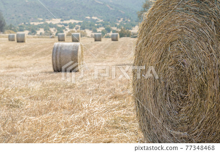 Closeup of a hay stack and a field of dry grass with hay bales in a distance Closeup of a hay stack and a field of dry grass with hay bales in a distance 77348468