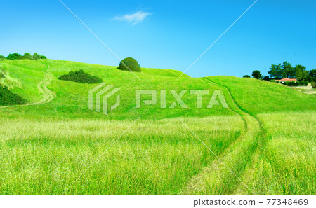 Countryside road across a field of oats, and farm at a distance over the hill of green grass 77348469