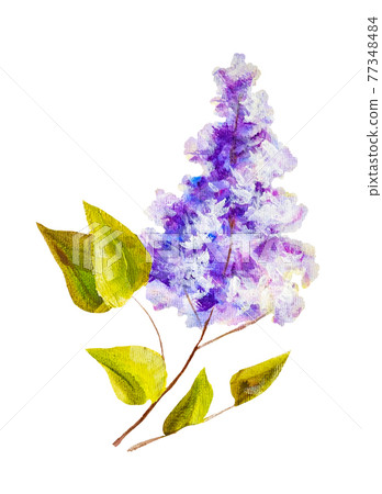 Lilac branch isolated on white, oil painting 77348484