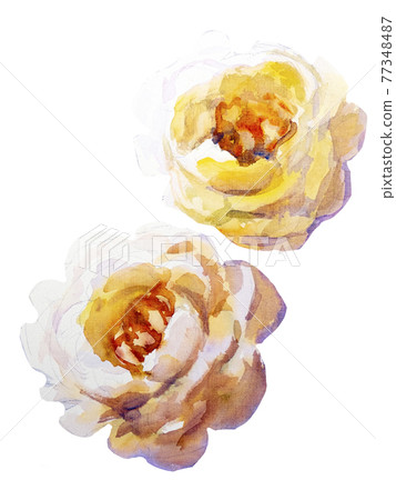 White roses, Artistic sketch etude. Wet painting White roses, Artistic sketch etude. Wet painting 77348487