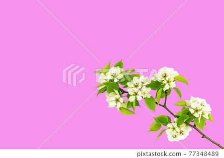 Apple cherry blossoms, white flowers on pink lilac background. Holyday greeting card concept. Apple cherry blossoms, white flowers on pink lilac background. Holyday greeting card concept. 77348489
