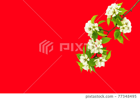 Plum apple flowers on red decoration background. Lunar chinese new year spring festival Plum apple flowers on red decoration background. Lunar chinese new year spring festival 77348495
