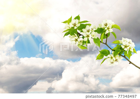 Blossoming apple tree branch with white flowers on blue sky, clouds and bright sunlight background 77348497