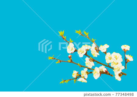 Blossoming apple tree twig on blue atoll color background. Early spring, Easter concept. Close up. 77348498