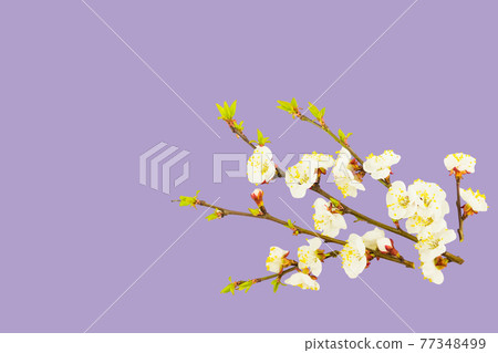 Blossoming apple tree twig on purple rose color background. Early spring, Easter concept. Close up. Blossoming apple tree twig on purple rose color background. Early spring, Easter concept. Close up. 77348499