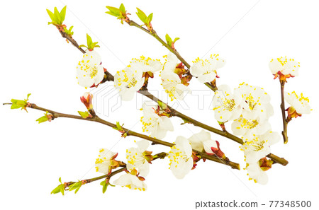 Blossoming apple tree twig isolated on white background. Early spring, Easter concept. Close up. 77348500