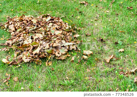 pile of fallen leaves on green lawn of city street pile of fallen leaves on green lawn of city street 77348526