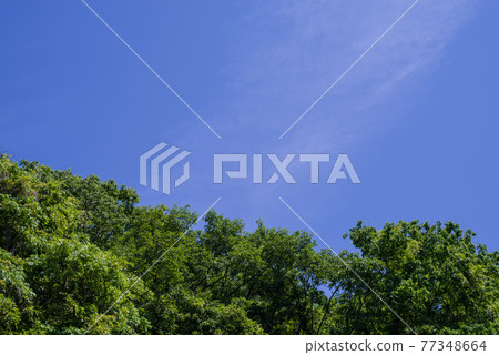 Bright fresh green and early summer sky [Background material] 77348664