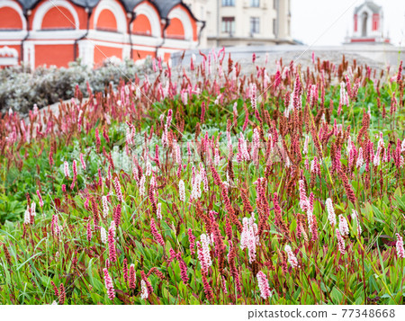 hill with flowering alpine bistort in city park 77348668