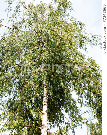 view of green birch tree (Cut-Leaf Birch) view of green birch tree (Cut-Leaf Birch) 77348669