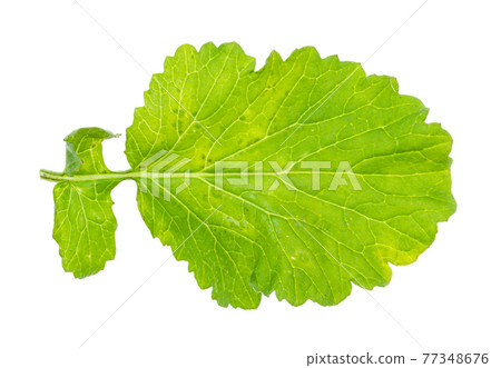 back side of leaf of radish plant cutout on white 77348676
