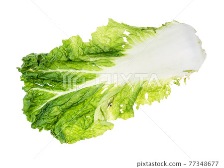 leaf of fresh green Napa cabbage cutout on white leaf of fresh green Napa cabbage cutout on white 77348677