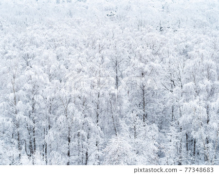 aerial view of snow-covered birch grove 77348683