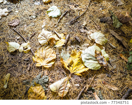 fallen leaves and needles lit by sun on ground fallen leaves and needles lit by sun on ground 77348751