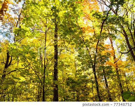 colorful leaves of various maple trees in forest colorful leaves of various maple trees in forest 77348752