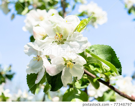apple tree blossoms close up in orchard in spring apple tree blossoms close up in orchard in spring 77348797