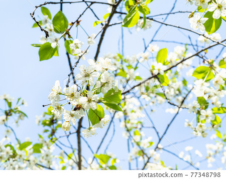 twigs with blossoms and blue sky on background twigs with blossoms and blue sky on background 77348798