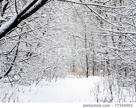 path and ski track between snow-covered trees path and ski track between snow-covered trees 77348902
