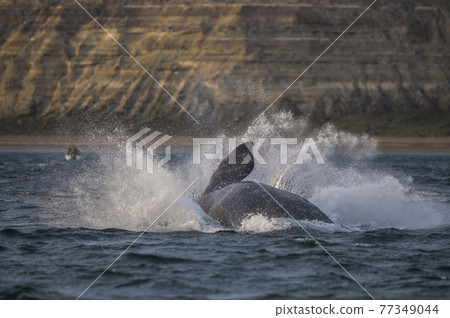 Whale Patagonia Argentina Whale Patagonia Argentina 77349044