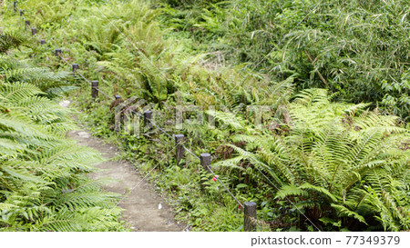 Ferns Ferns 77349379