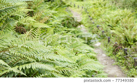 Ferns 77349380